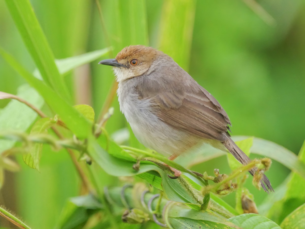 Chattering Cisticola - Cisticola anonymus - Birds of the World