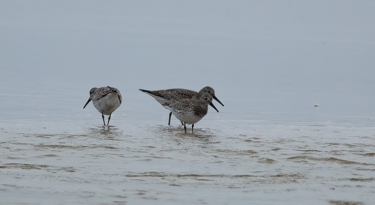Great Knot - ML517817641