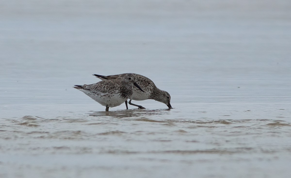 Great Knot - ML517817711