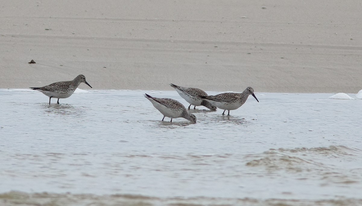Great Knot - ML517817741
