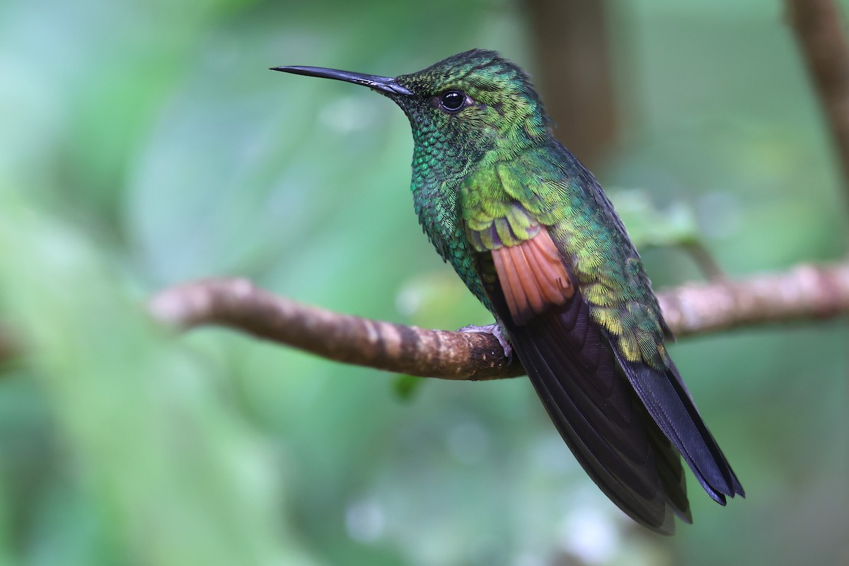 Stripe-tailed Hummingbird - Volker Hesse