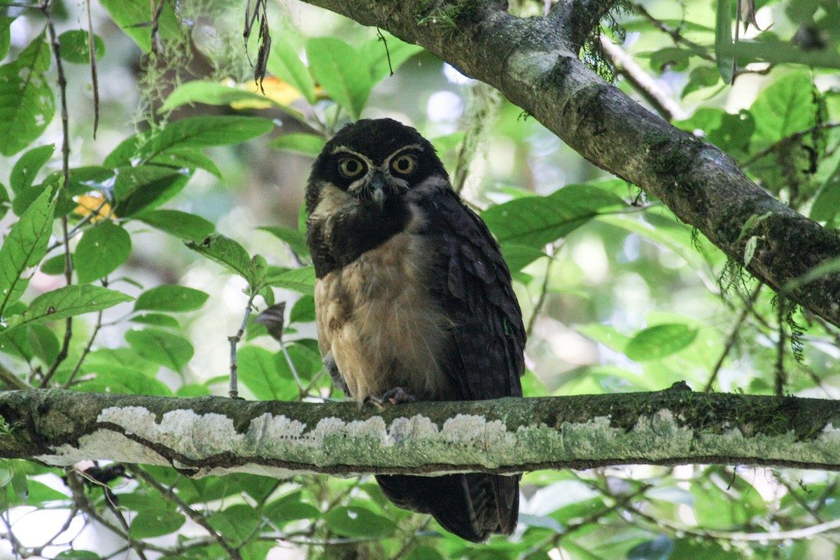 Spectacled Owl - ML51781971
