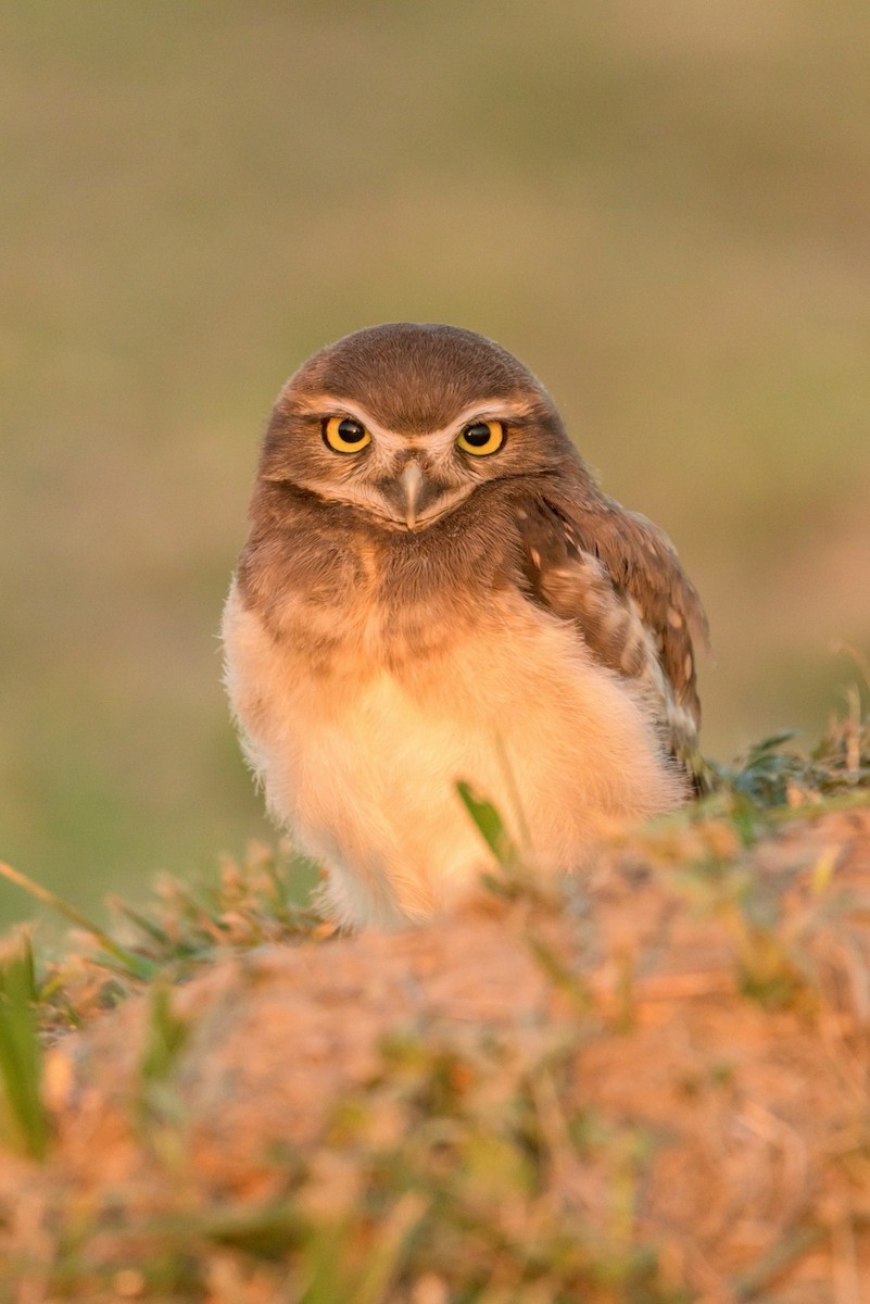 Burrowing Owl - ML517821551