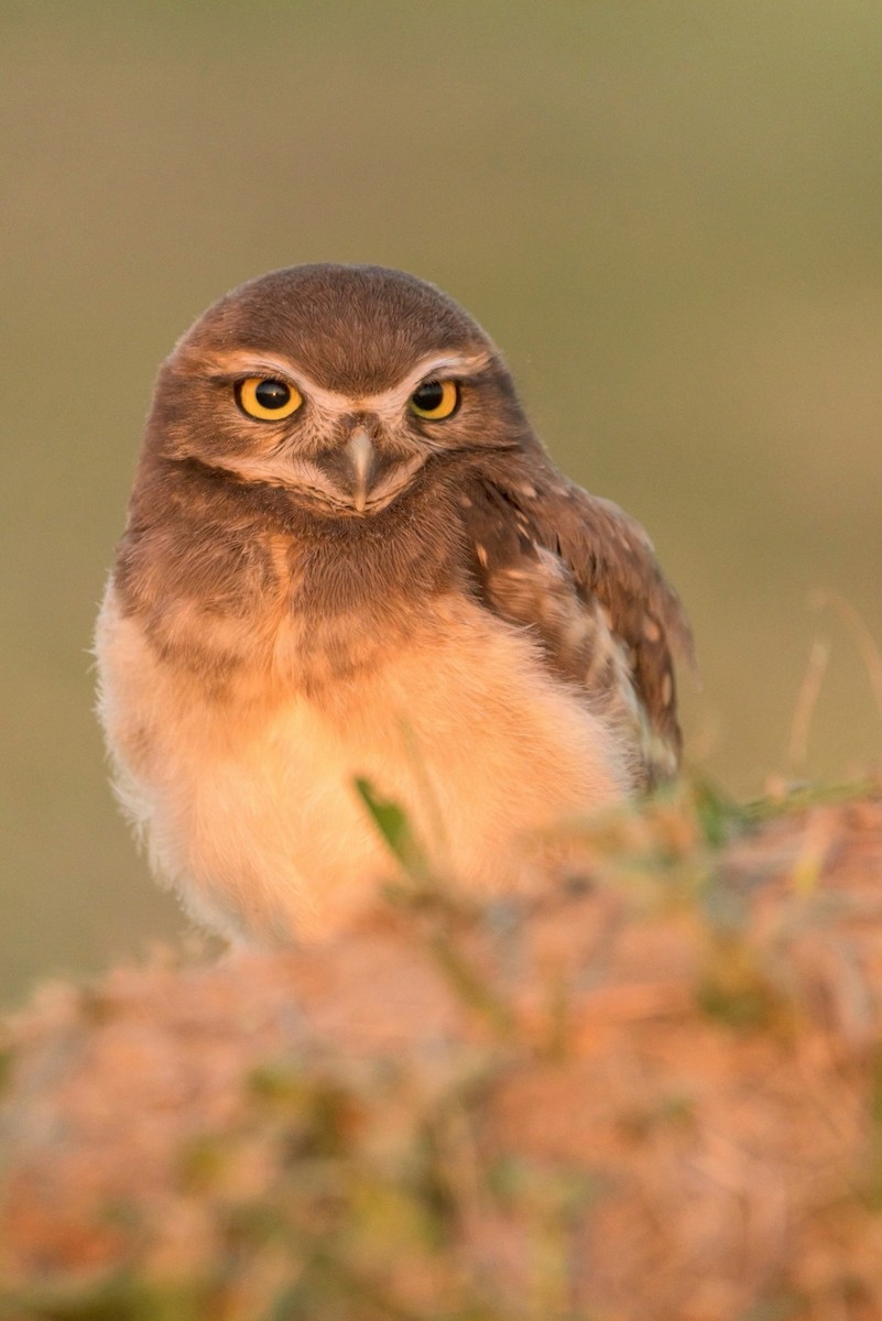 Burrowing Owl - ML517821601