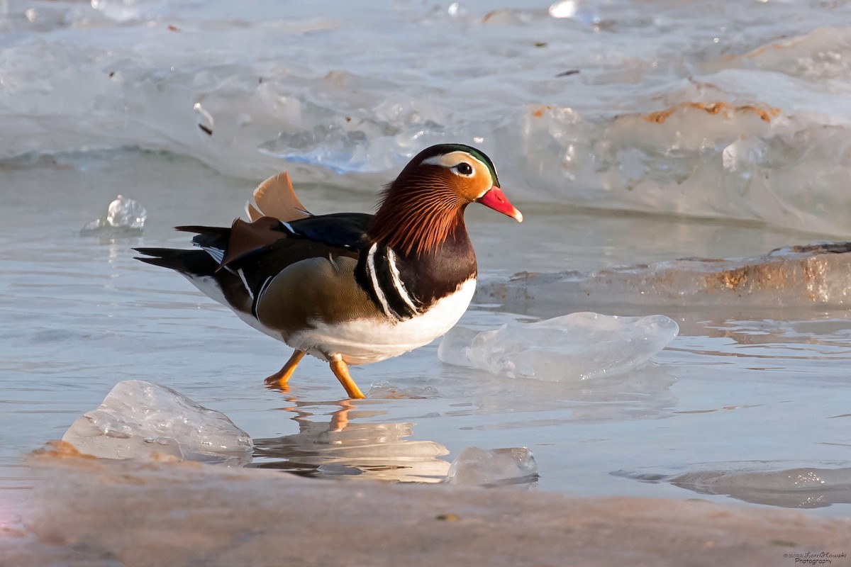 south shore yacht club duck