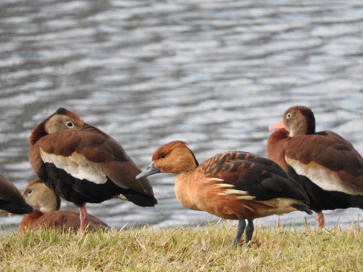 Fulvous Whistling-Duck - ML517826771
