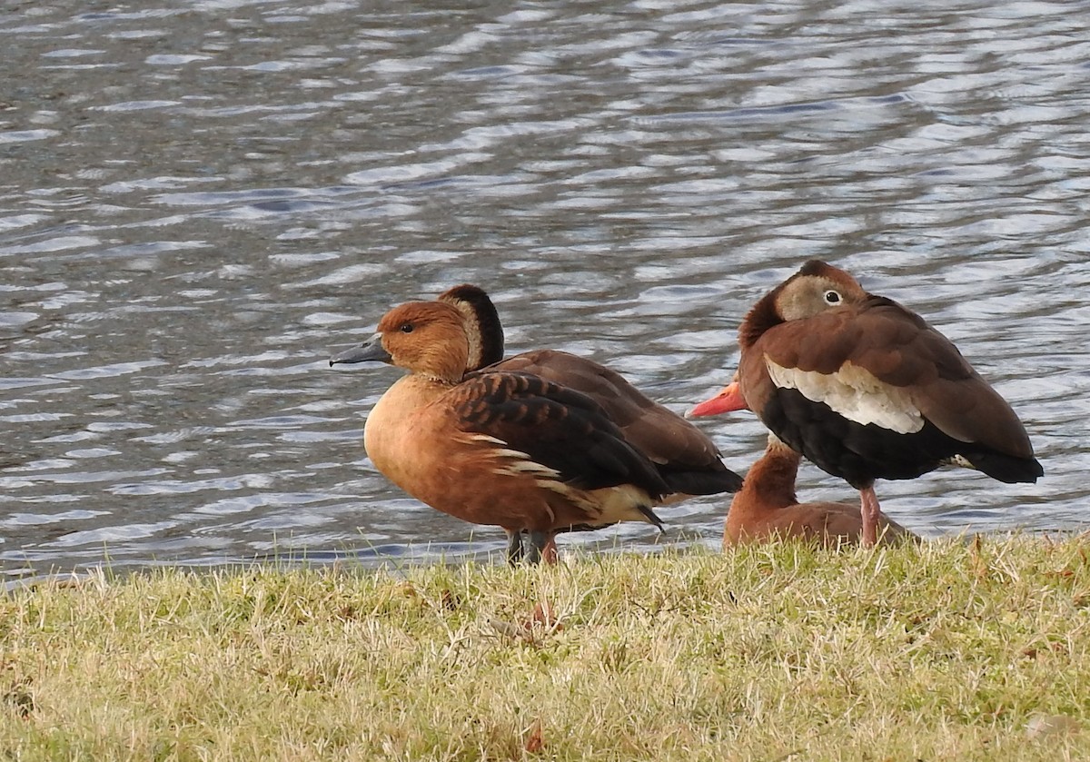 Fulvous Whistling-Duck - Mike Goebel
