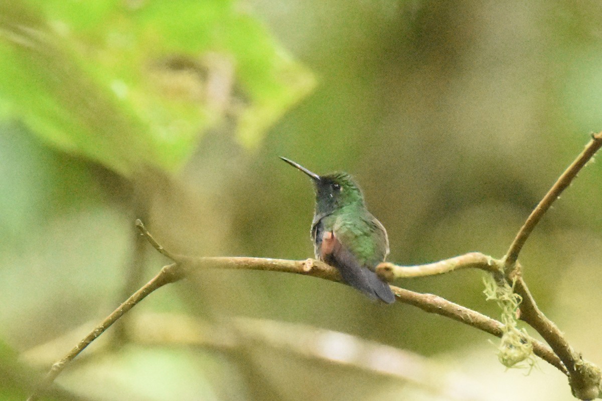 Stripe-tailed Hummingbird - ML517833761