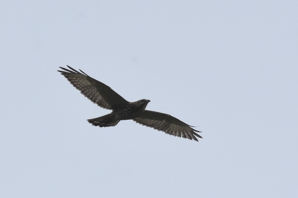 Broad-winged Hawk - ML517833821