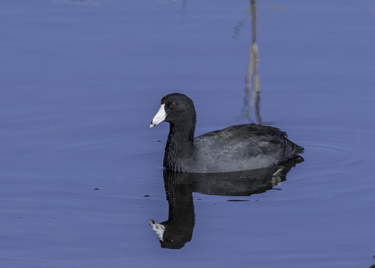 American Coot (Red-shielded) - David Hall
