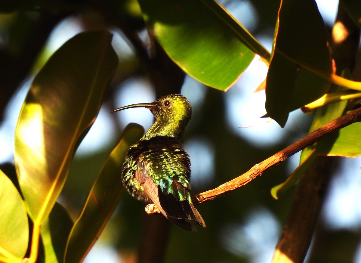 eBird Caribbean Checklist - 29 Dec 2022 - Parque y Paseo Tablado del ...