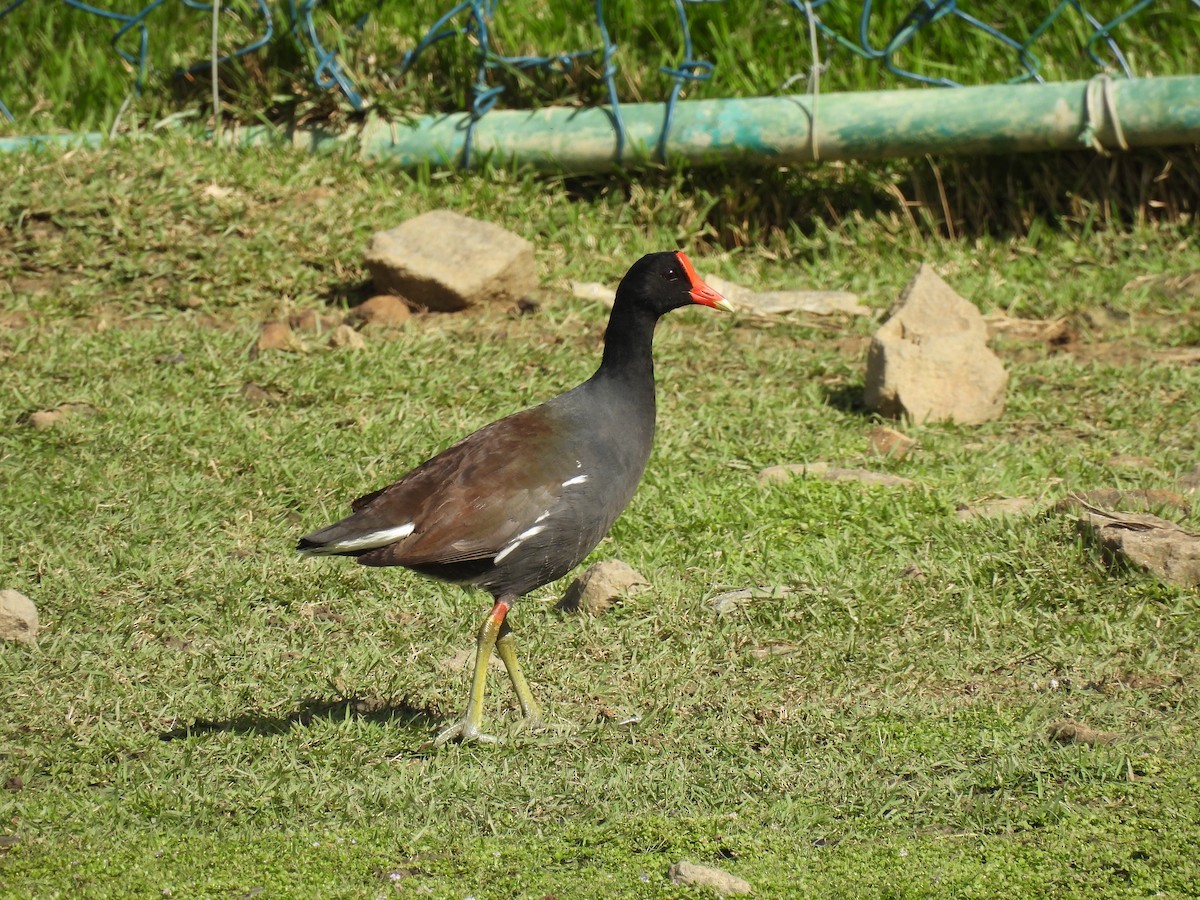 Ebird Caribbean Checklist Dec Museo Del Ni O De Carolina