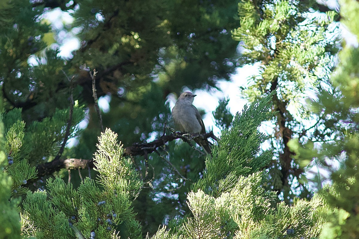 Townsend's Solitaire - ML517843481