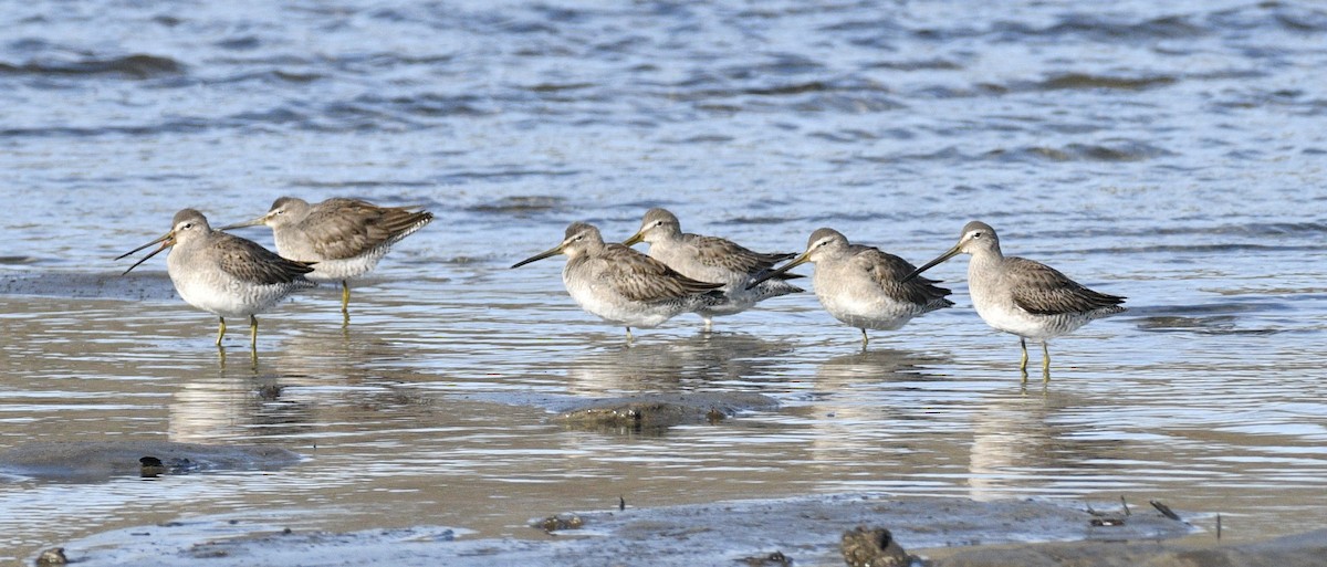 Long-billed Dowitcher - ML517844511