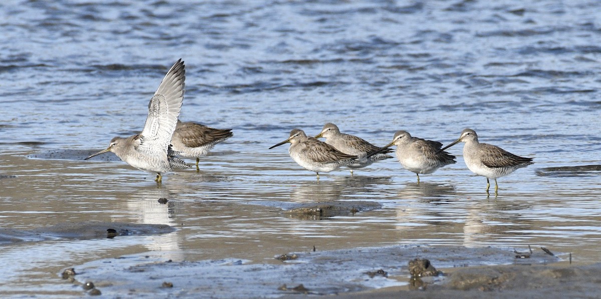 Long-billed Dowitcher - ML517844541