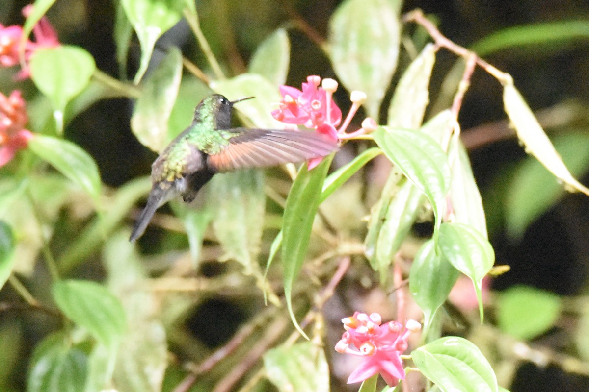 Black-bellied Hummingbird - ML517847101
