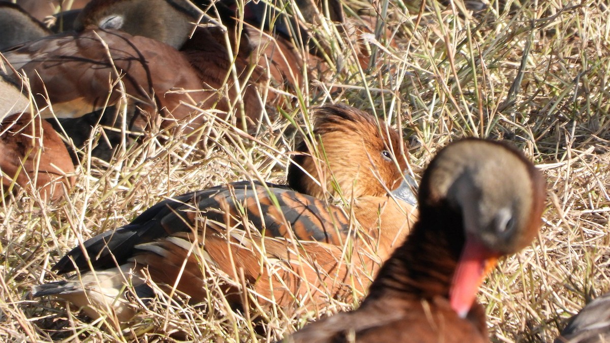 Fulvous Whistling-Duck - ML517853251