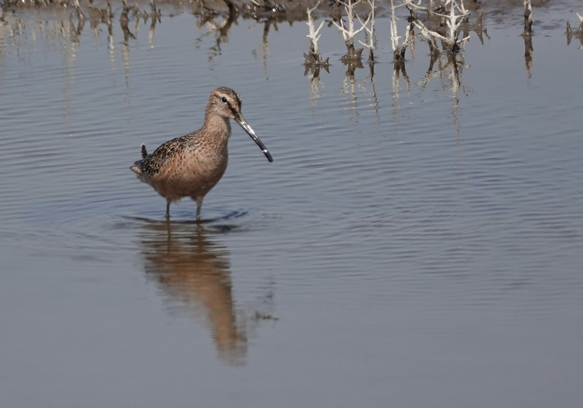 Long-billed Dowitcher - ML517855191