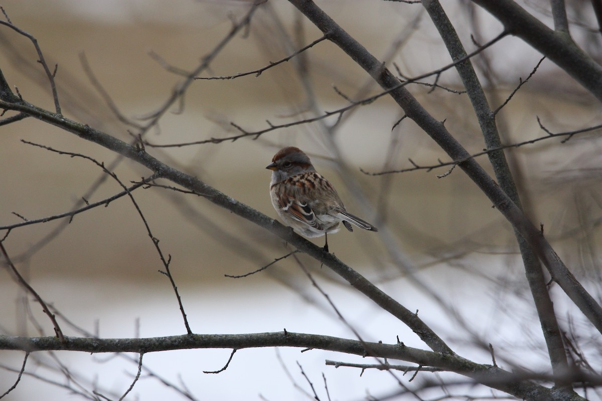 American Tree Sparrow - ML517855581