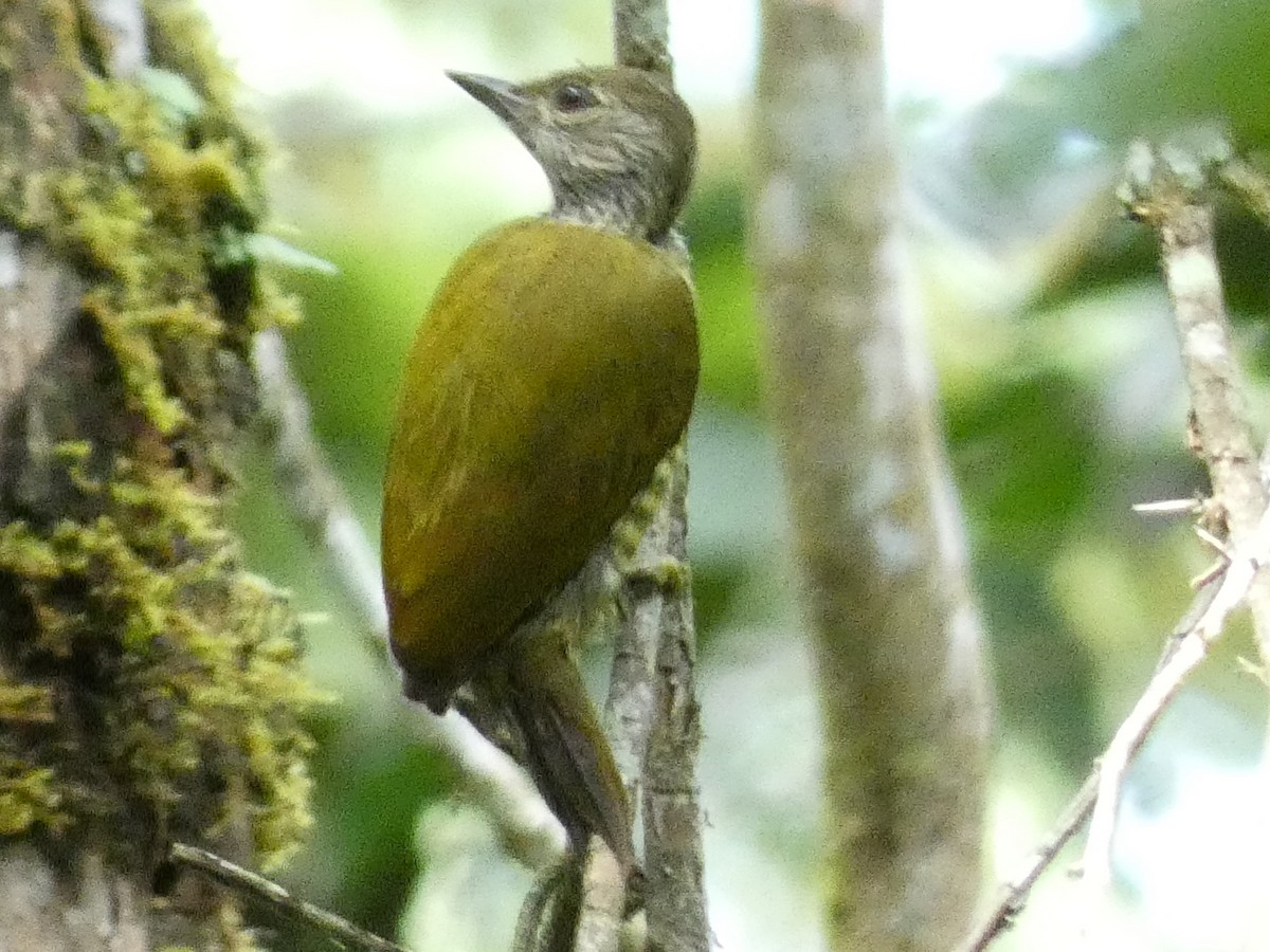 Buff-spotted Woodpecker - ML517859721