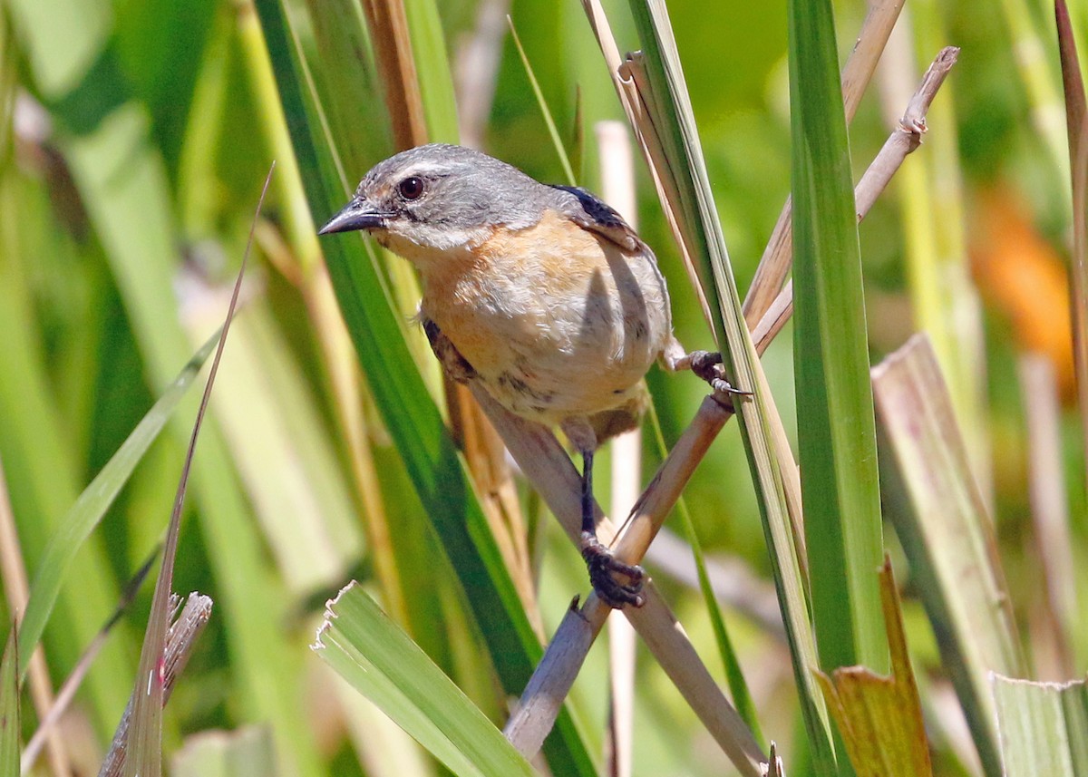 Long-tailed Reed Finch - ML517864801