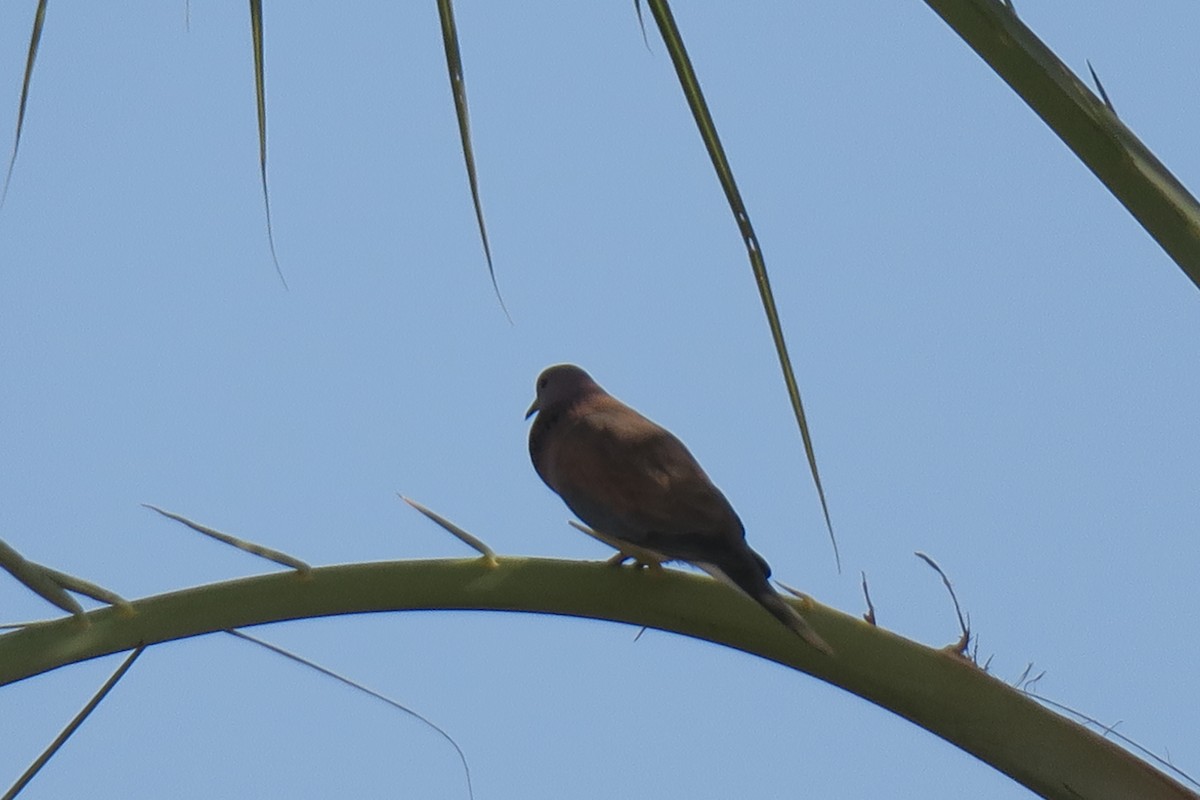 Laughing Dove - ML517864871