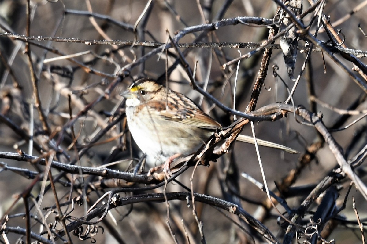 White-throated Sparrow - ML517867191