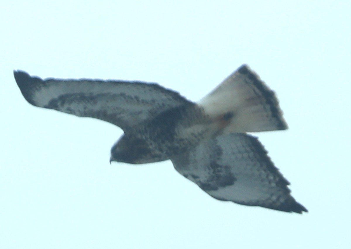 Red-tailed x Rough-legged Hawk (hybrid) - ML517869961