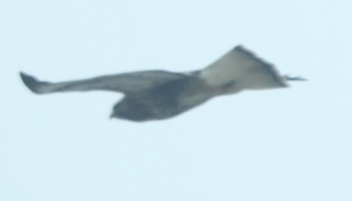 Red-tailed x Rough-legged Hawk (hybrid) - ML517869971