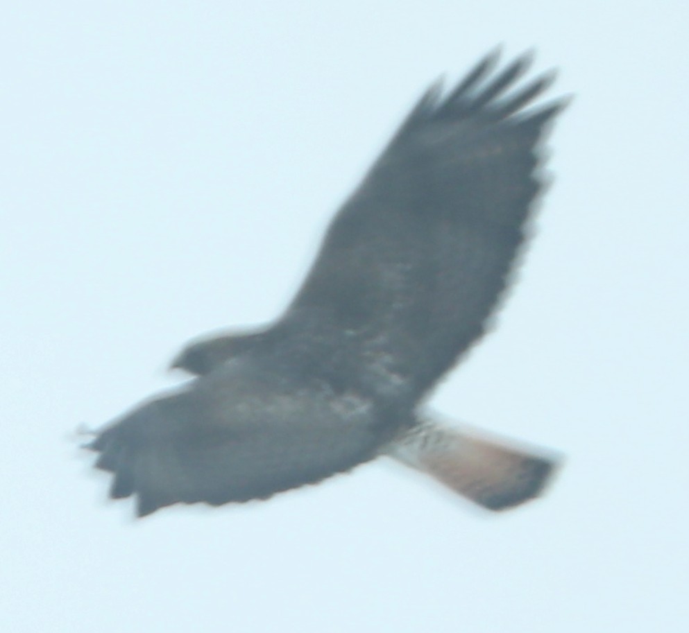 Red-tailed x Rough-legged Hawk (hybrid) - ML517869981