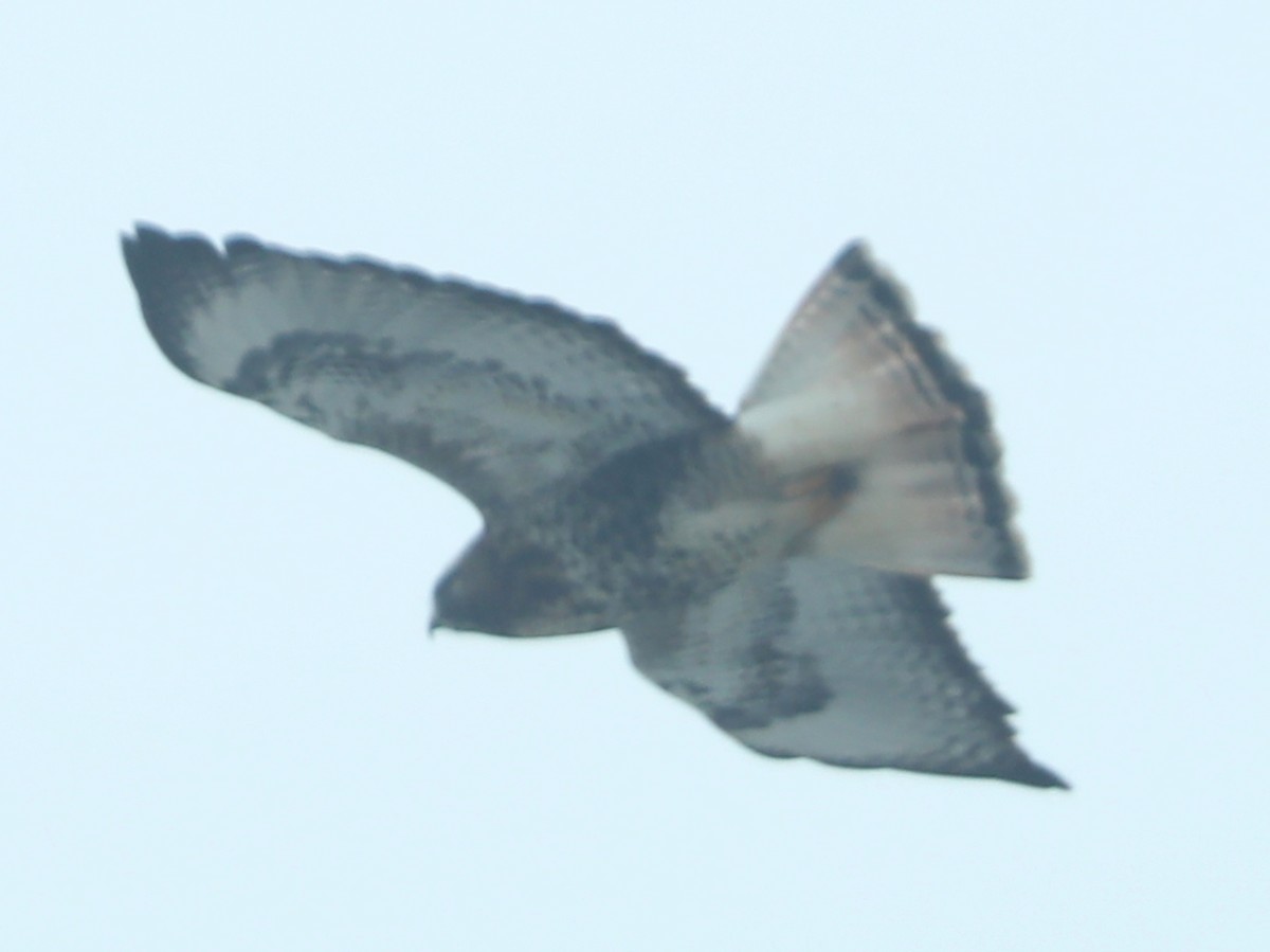 Red-tailed x Rough-legged Hawk (hybrid) - ML517870001