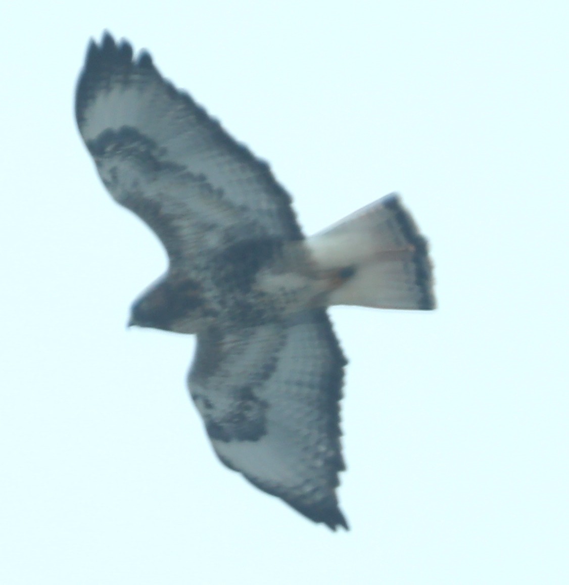 Red-tailed x Rough-legged Hawk (hybrid) - ML517870011