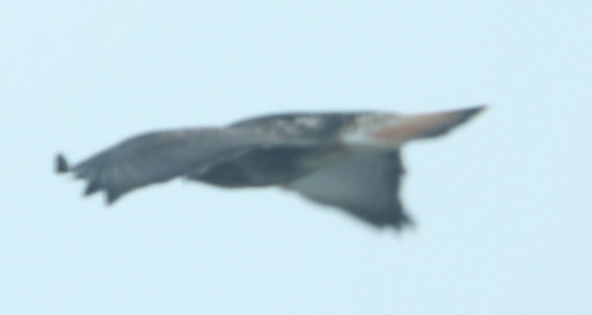 Red-tailed x Rough-legged Hawk (hybrid) - ML517870031