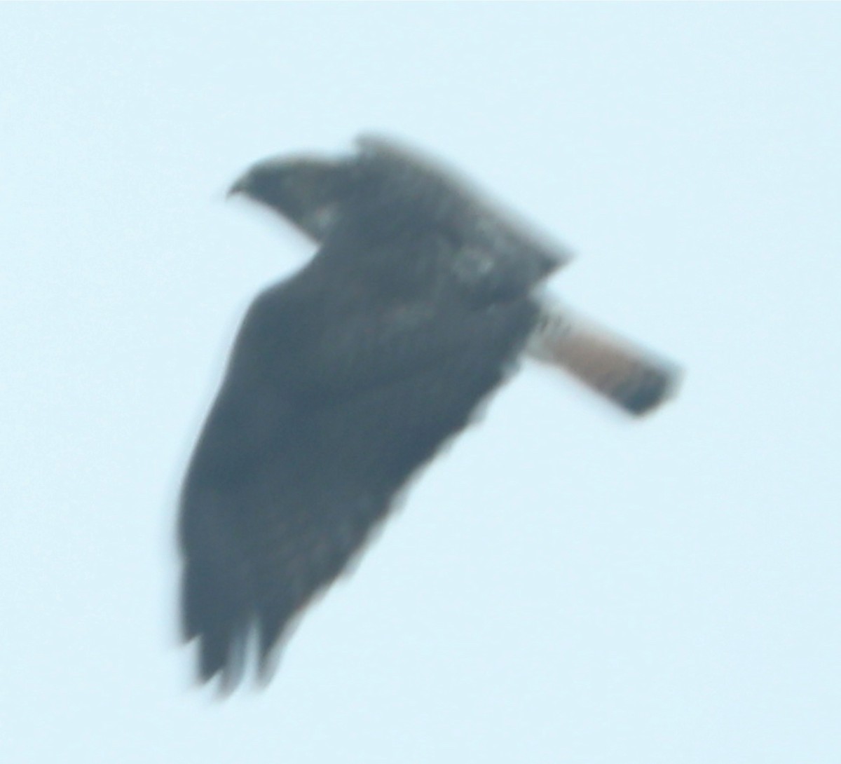 Red-tailed x Rough-legged Hawk (hybrid) - ML517870041
