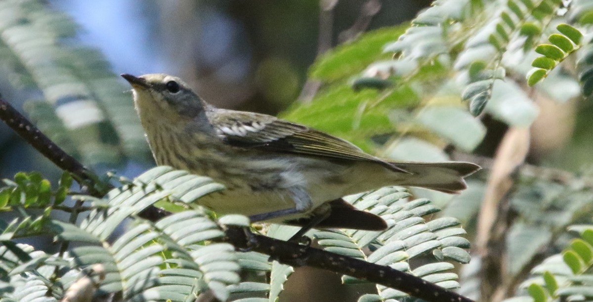 Cape May Warbler - ML517874341