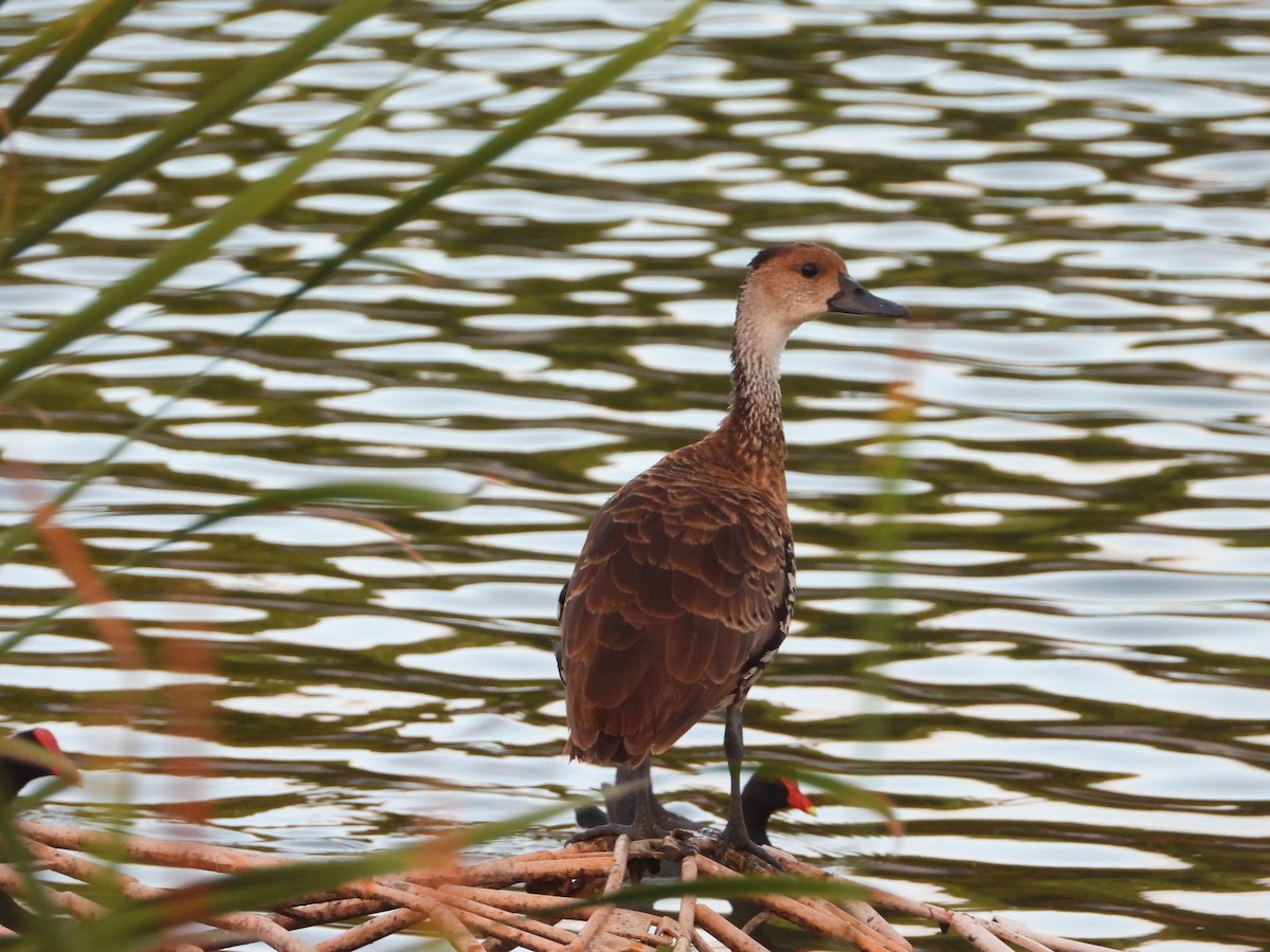 West Indian Whistling-Duck - ML517882021