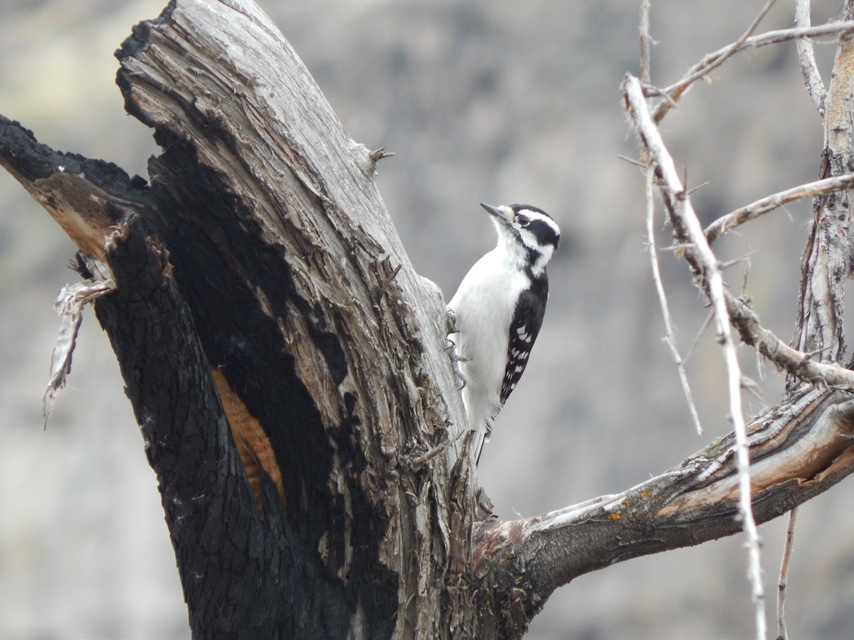 Downy Woodpecker - Austin Young