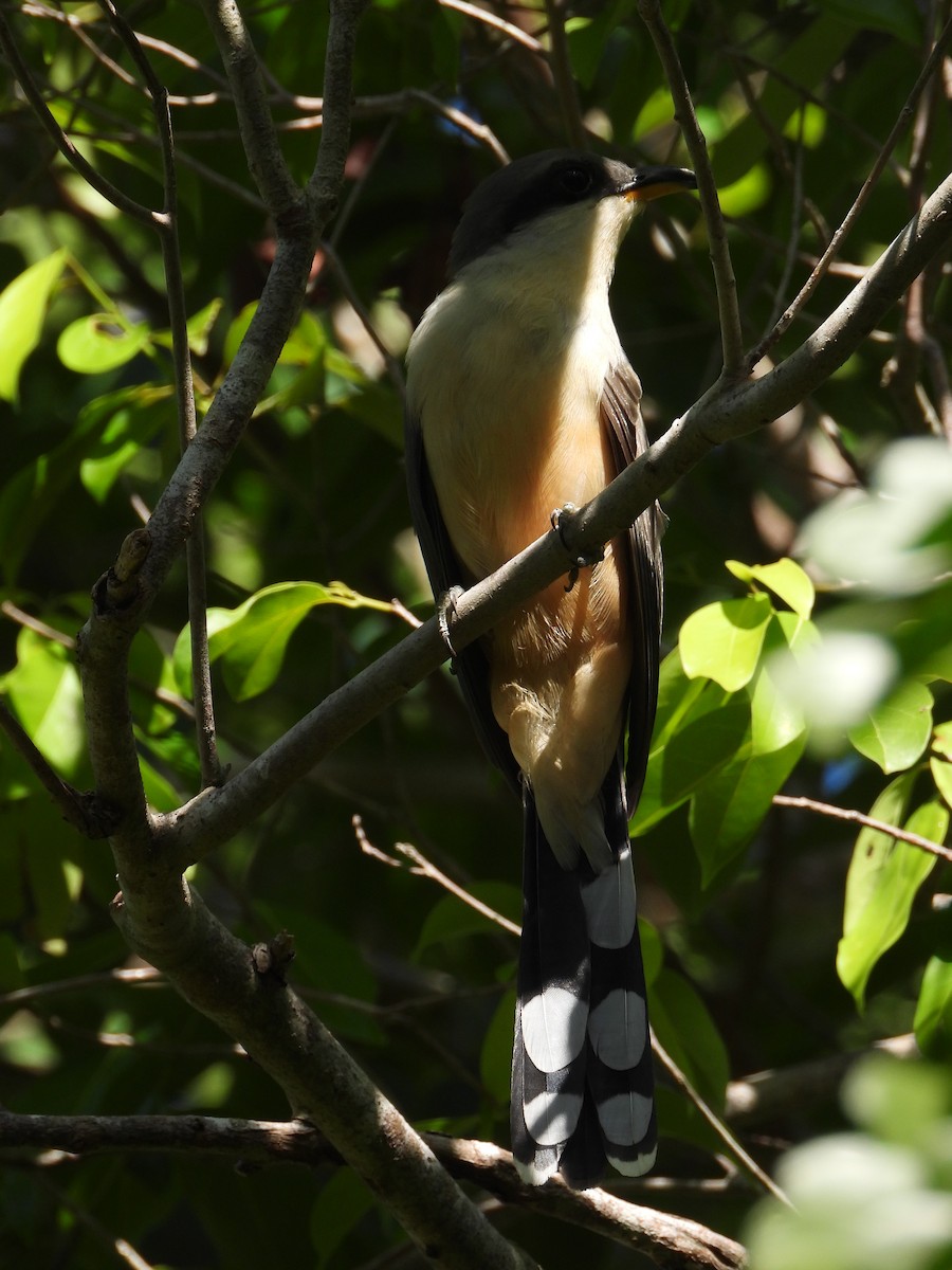 Mangrove Cuckoo - ML517883961