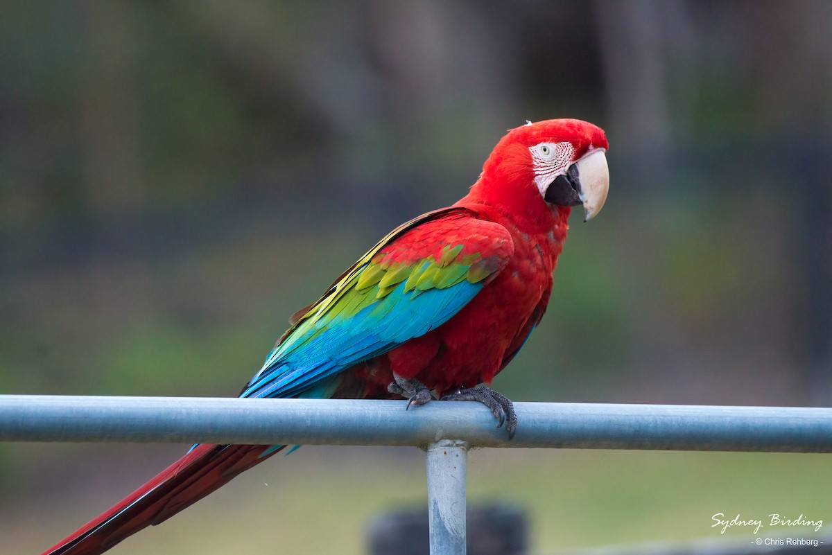 Red-and-green Macaw - ML517884141