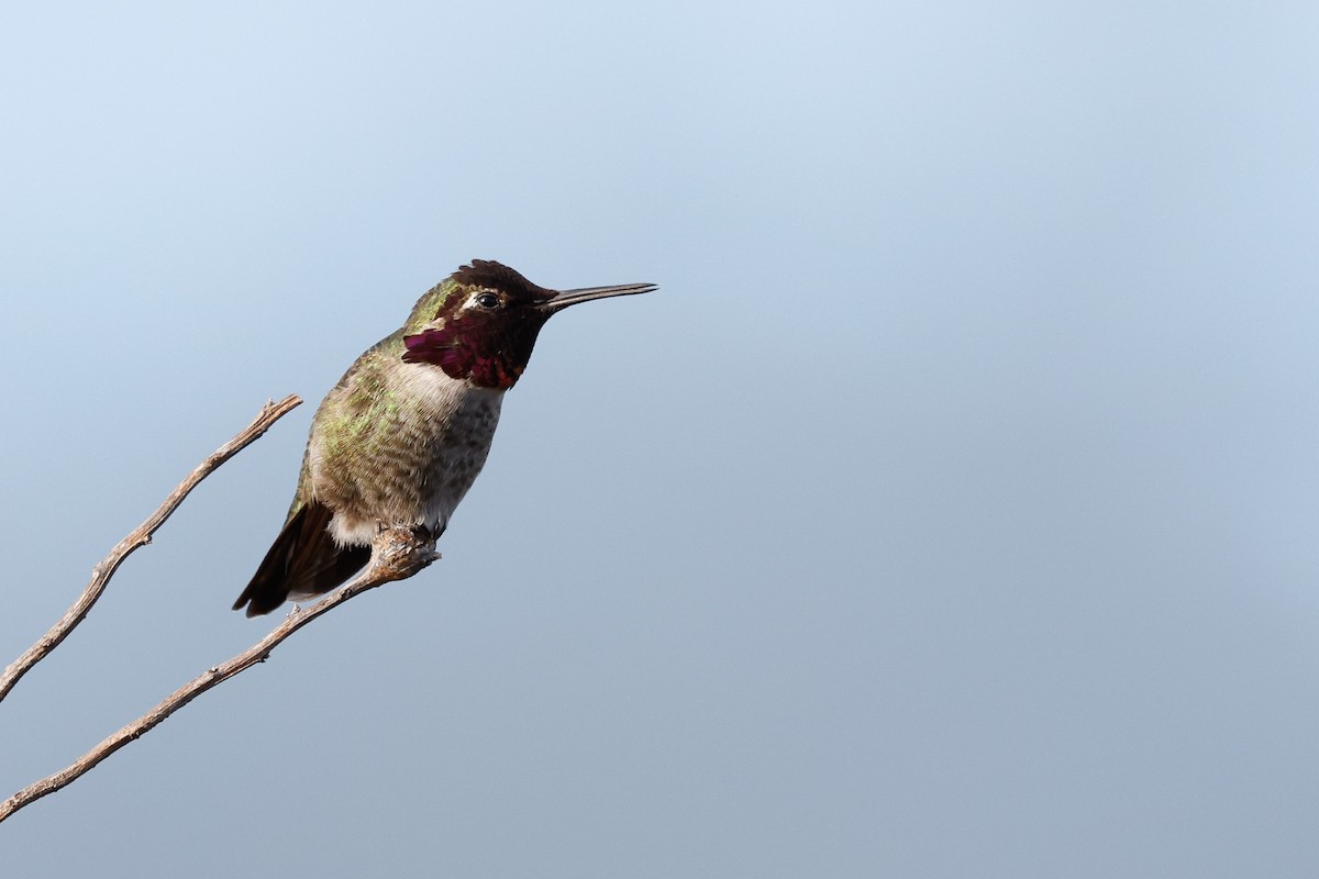 Anna's Hummingbird - ML517885811