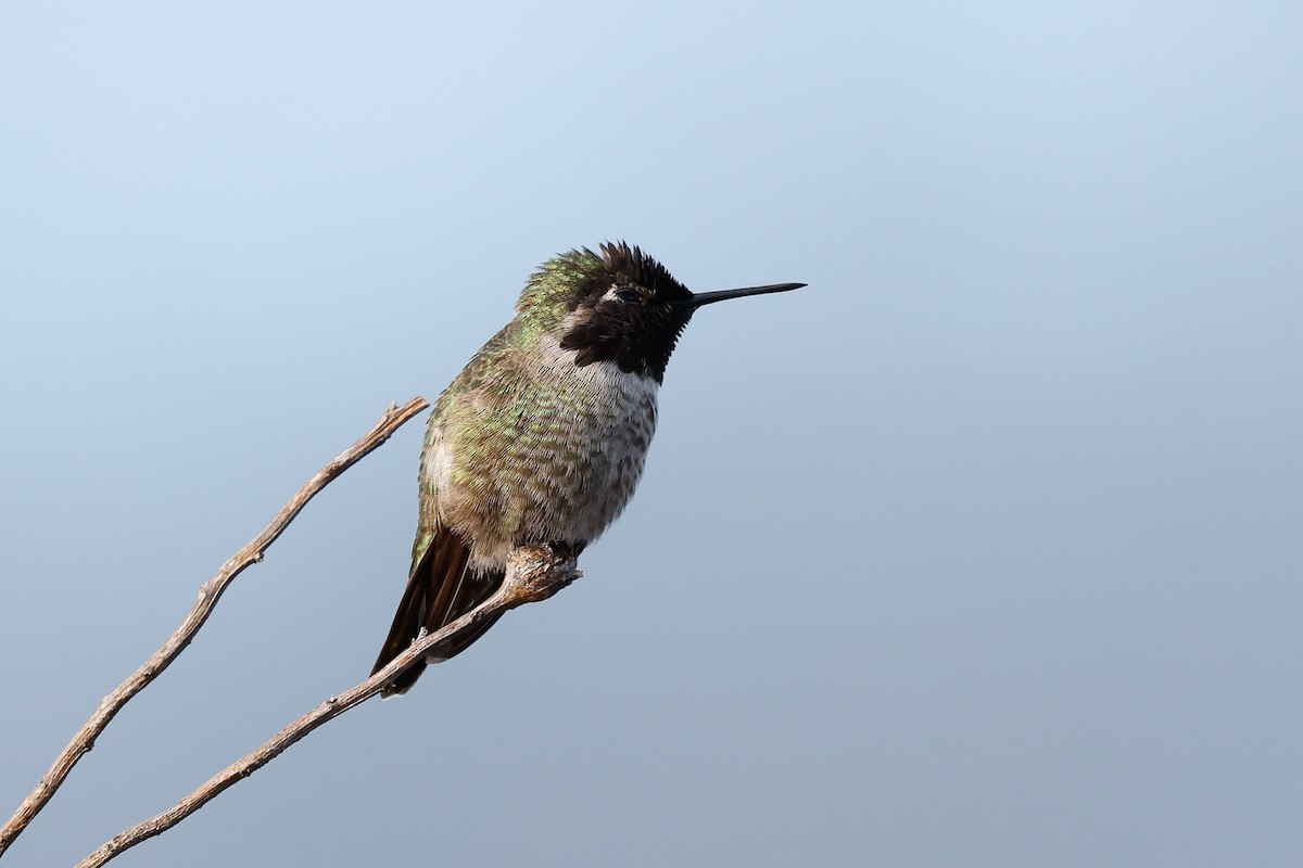 Anna's Hummingbird - ML517885851