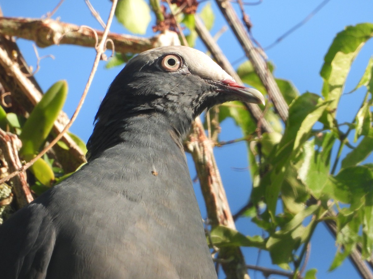 White-crowned Pigeon - ML517885891