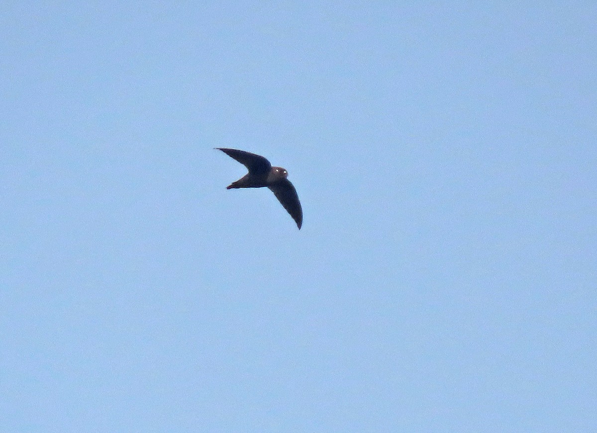 Spot-fronted Swift - ML517889711