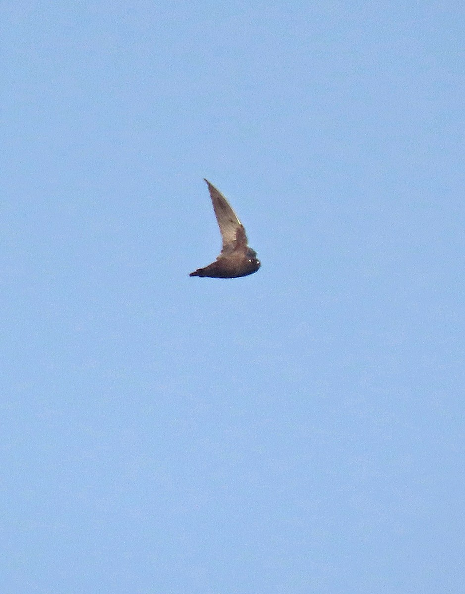 Spot-fronted Swift - ML517889731