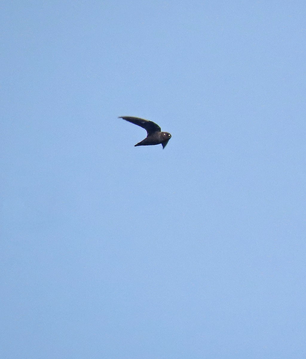 Spot-fronted Swift - ML517889741