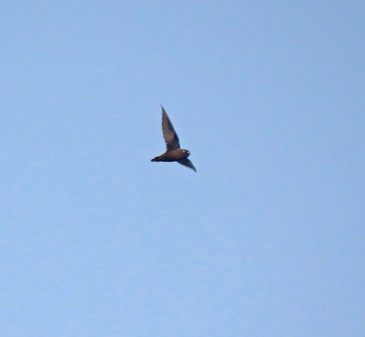 Spot-fronted Swift - ML517889751