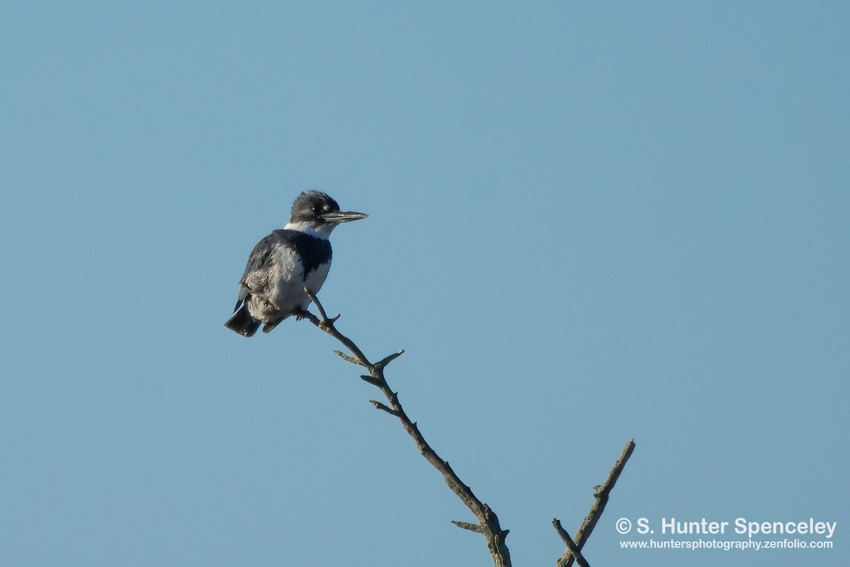 Belted Kingfisher - ML517900911