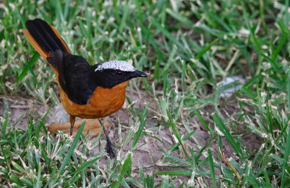 White-crowned Robin-Chat - ML517906871
