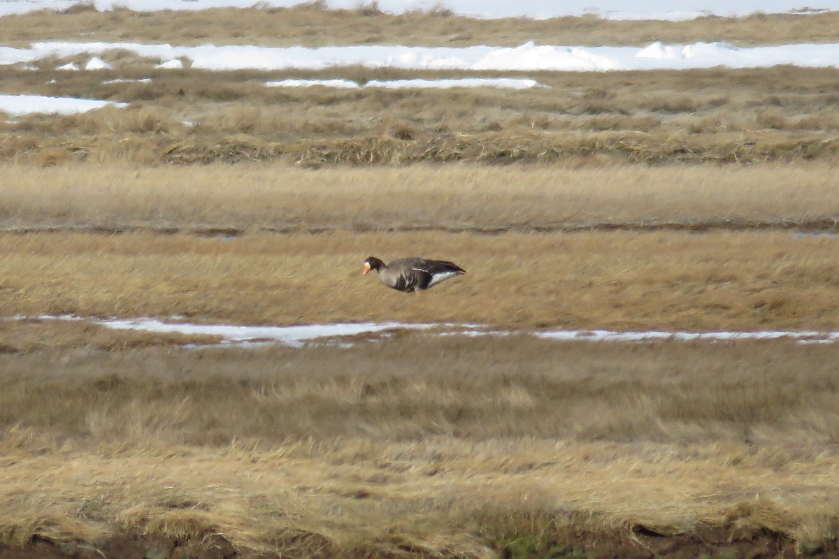 Greater White-fronted Goose - Josh Fecteau