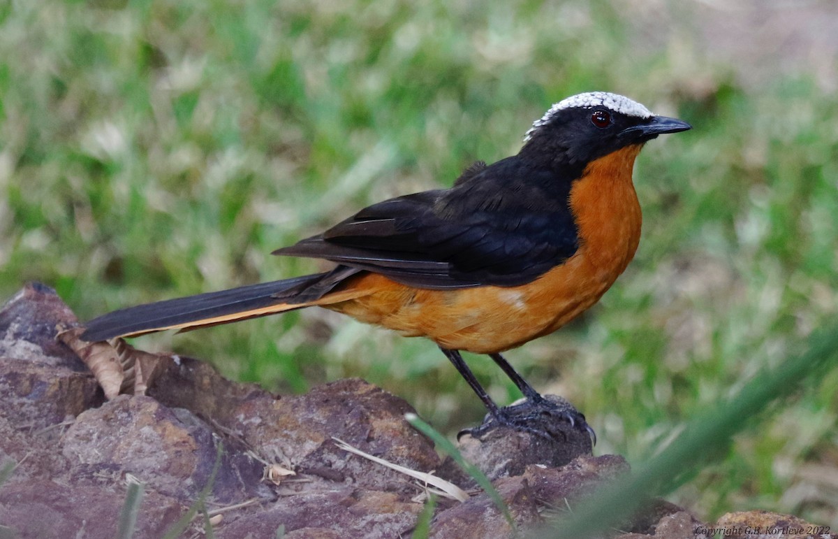 White-crowned Robin-Chat - ML517907471
